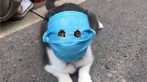 Image not found
