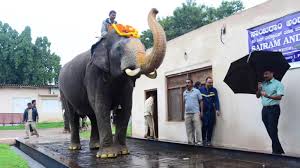 ಭೀಮನ ತೂಕ 5,465 ಕೆಜಿ, ಕ್ಯಾಪ್ಟನ್ ಅಭಿಮನ್ಯುವನ್ನು ಹಿಂದಿಕ್ಕಿದ ಬಲ'ಭೀಮ'