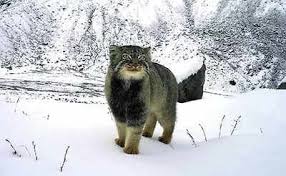 Image not found